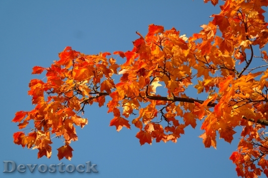 Devostock Maple Leaves Leaves Autumn 1