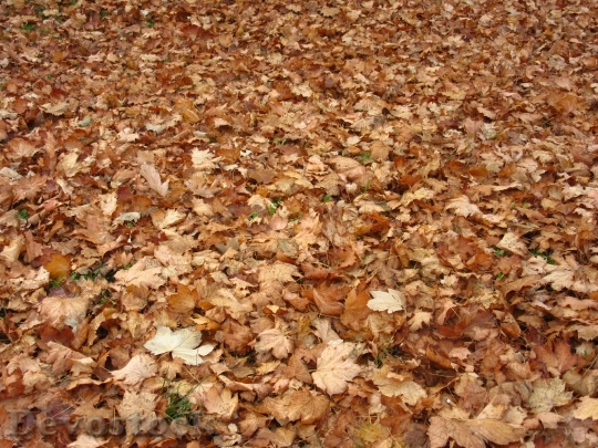 Devostock Maple Leaves Leaves Autumn 3