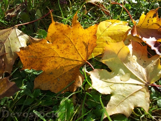 Devostock Maple Leaves Maple Autumn 2