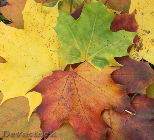 Devostock Maple Leaves Maple Autumn 3