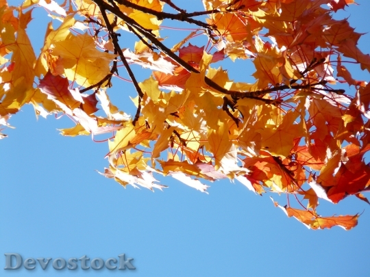 Devostock Maple Leaves Maple Fall