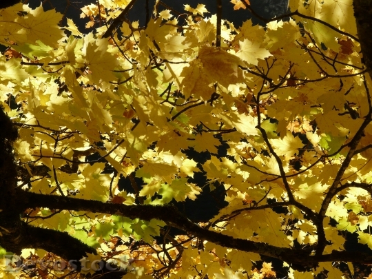 Devostock Maple Leaves Maple Leaves 0