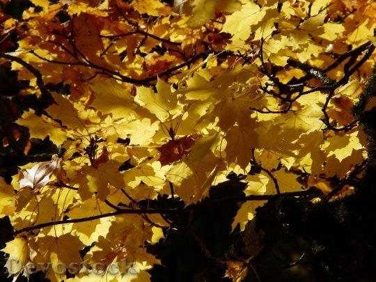Devostock Maple Leaves Maple Leaves 1
