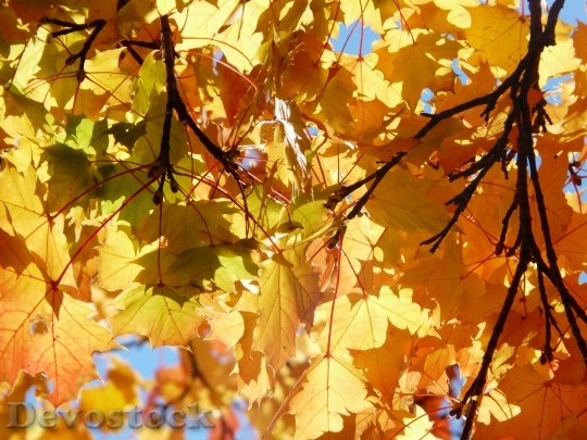 Devostock Maple Leaves Yellow Green