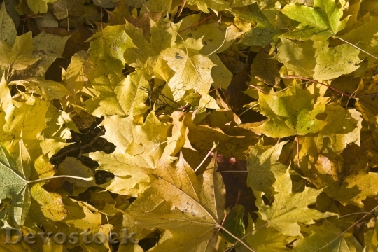 Devostock Maple Leaves Yellow Leaves