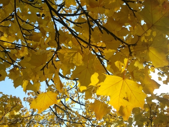 Devostock Maple Light Autumn Tree