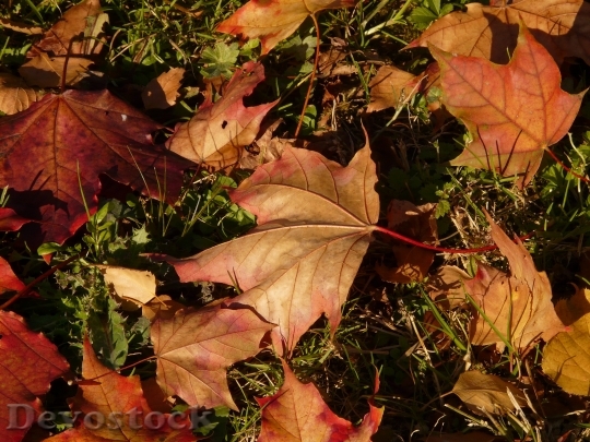 Devostock Maple Maple Leaf Autumn 1