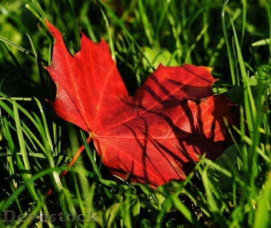 Devostock Maple Maple Leaf Autumn