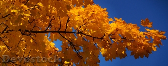 Devostock Maple Maple Leaf Leaf 0