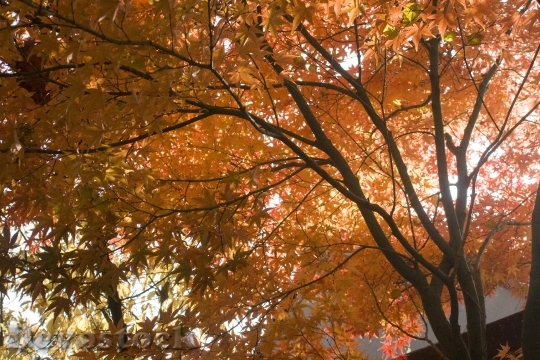 Devostock Maple Red Emerge Leaves