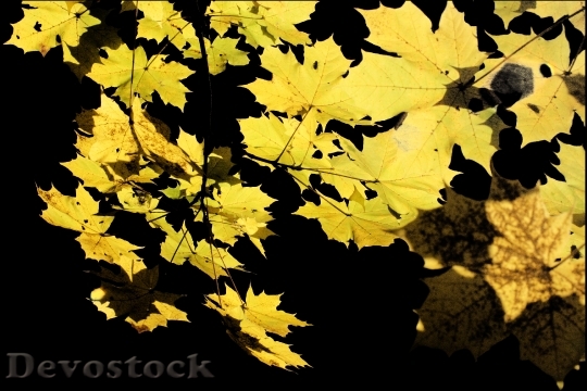 Devostock Maple Translucent Bright Yellow