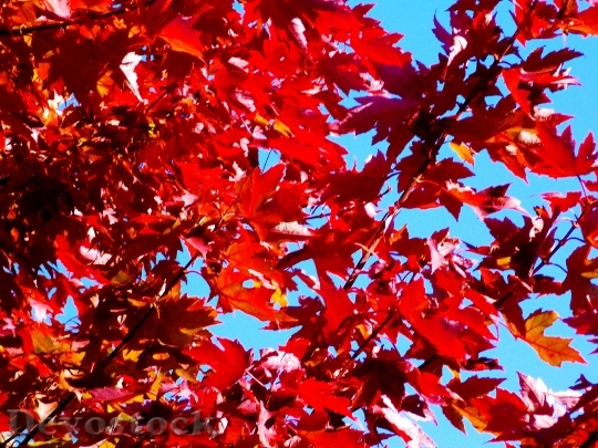 Devostock Maple Tree Autumn Fall 0