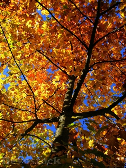 Devostock Maple Tree Autumn Maple