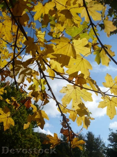 Devostock Maple Tree Leaves Autumn 0