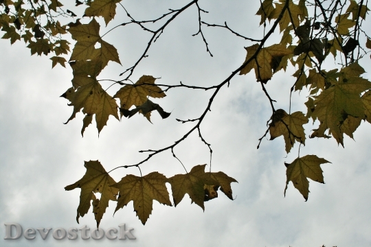 Devostock Maple Tree Leaves Autumn