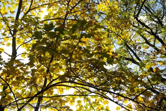 Devostock Maple Tree Leaves Branches