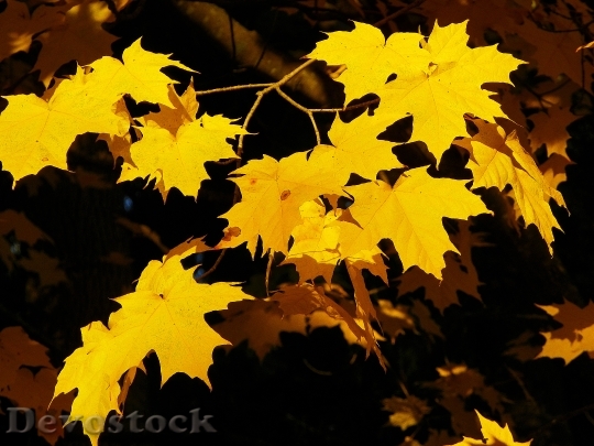 Devostock Maple Yellow Nature Fall