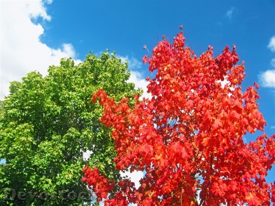 Devostock Maples Red Tree Two