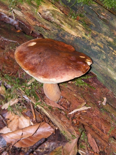 Devostock Maronere Mushrooms Forest Autumn
