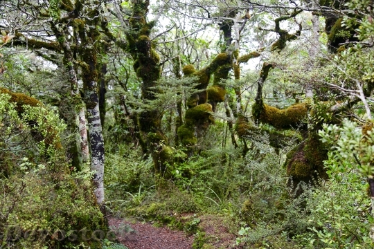 Devostock Middle Earth Tongariro National