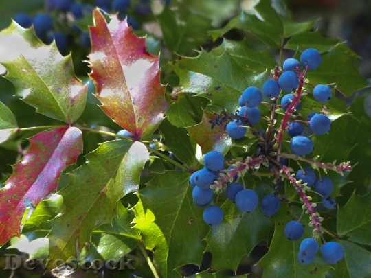 Devostock Mistle Toe Berries Plant