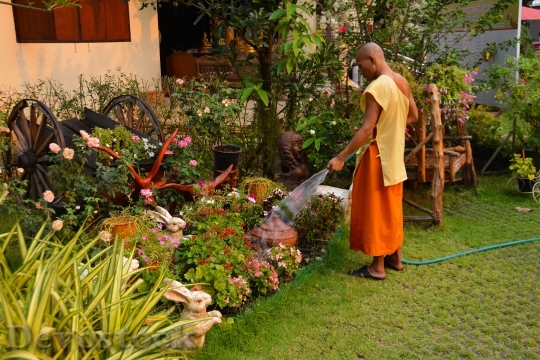 Devostock Monk Gardening Thailand Garden