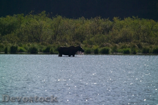 Devostock Moose At Kootenai Lakes 0