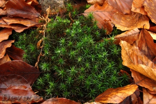 Devostock Moss Dew Leaves Autumn