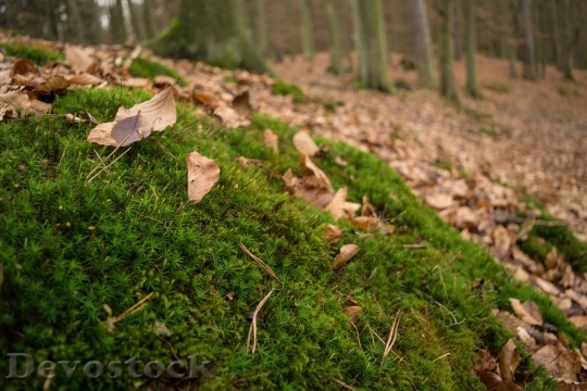 Devostock Moss Forest Leaves Green