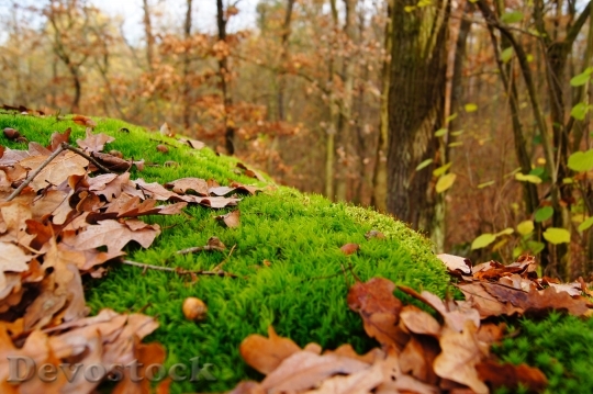 Devostock Moss Green Autumn Landscape