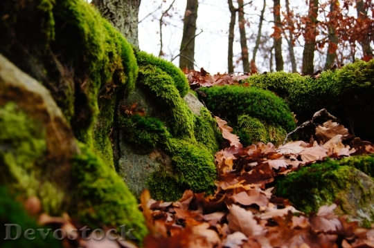 Devostock Moss Green Autumn Leaves