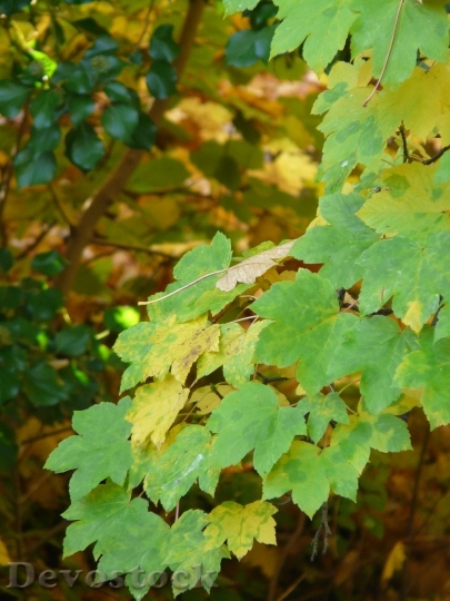 Devostock Mountain Maple Leaves Fall 0