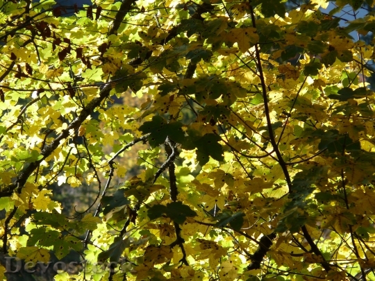 Devostock Mountain Maple Leaves Green