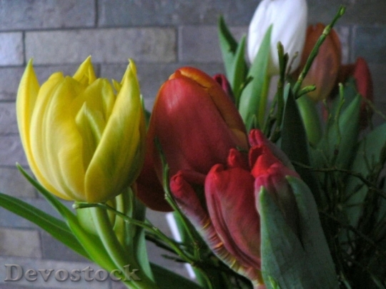 Devostock Multi Colored Tulips Flowers