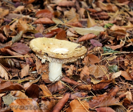 Devostock Mushroom Autumn Agaric Beige 2