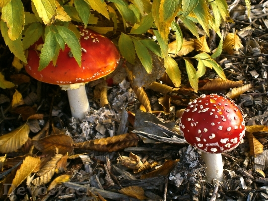 Devostock Mushroom Autumn Fly Agaric