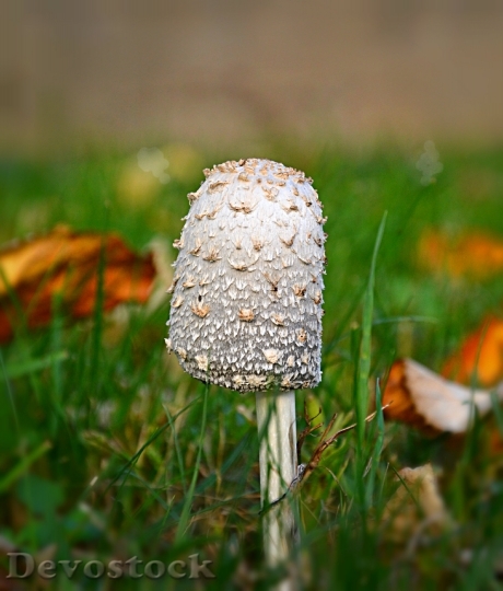 Devostock Mushroom Autumn Leaves 496287
