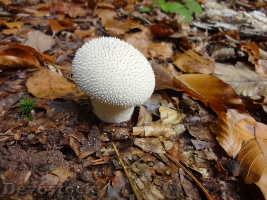 Devostock Mushroom Bovist Forest Autumn