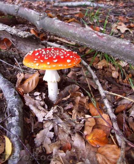 Devostock Mushroom Coniferous Forest 72707