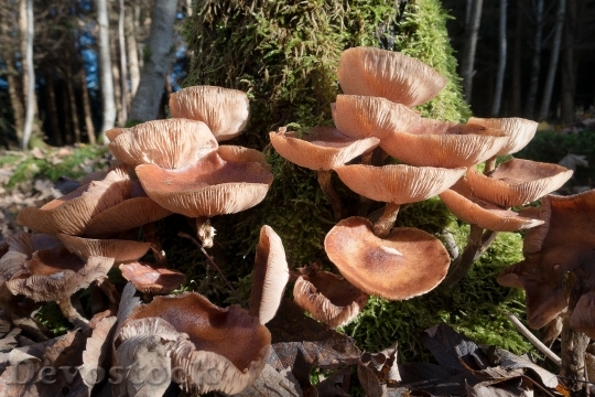 Devostock Mushroom Disc Fungus Forest 0