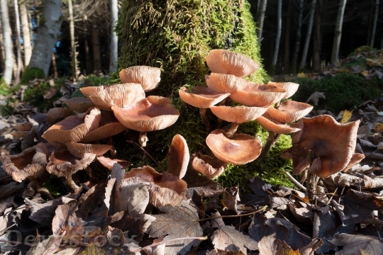 Devostock Mushroom Disc Fungus Forest