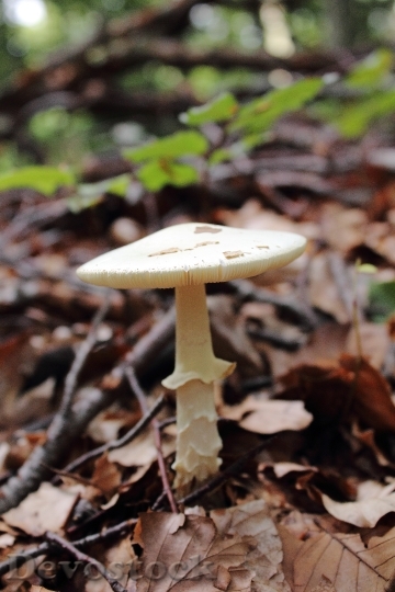 Devostock Mushroom Dry Leaves Forest