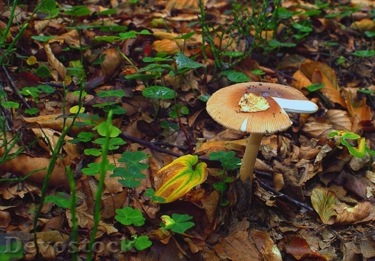 Devostock Mushroom Forest Dry Leaves