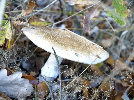 Devostock Mushroom Forest Forest Floor