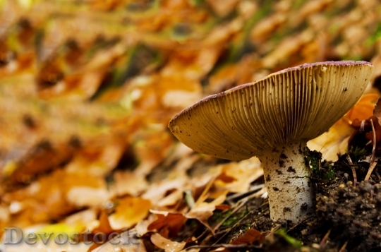 Devostock Mushroom Forest Leaf Leaves