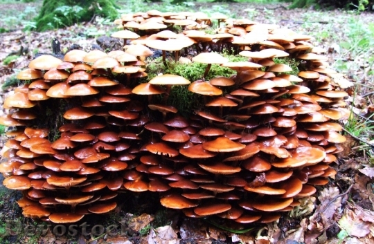Devostock Mushroom Forest Leaves Dead