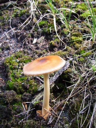 Devostock Mushroom Forest Marl Mixed