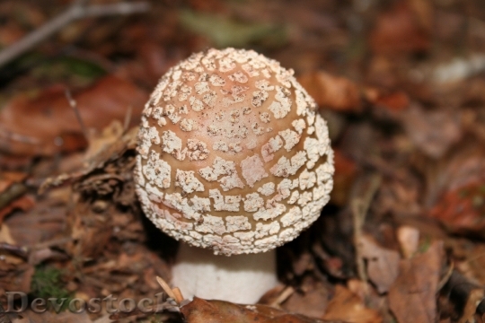 Devostock Mushroom Forest Mushroom 1516717