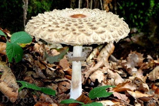 Devostock Mushroom Forest Mushroom Picking 5