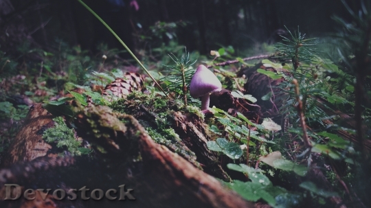 Devostock Mushroom Forest Nature Autumn 0